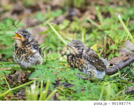Two fieldfare chicks, Turdus pilaris, have left the nest and are sitting on the spring lawn. Fieldfare chicks sit on the ground and wait for food from its parents. Two fieldfare chicks, Turdus pilaris, have left the nest and are sitting on the spring lawn. Fieldfare chicks sit on the ground and wait for food from its parents. 90198774