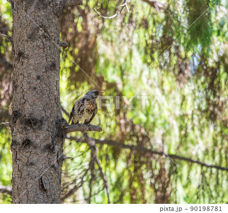 Fieldbird sits on a branch in spring with a blurred background. 90198781