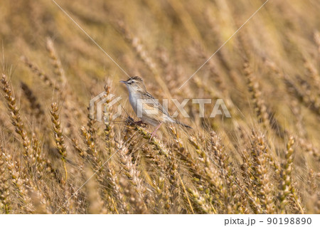 麦の穂にとまるセッカ 麦の穂にとまるセッカ 90198890