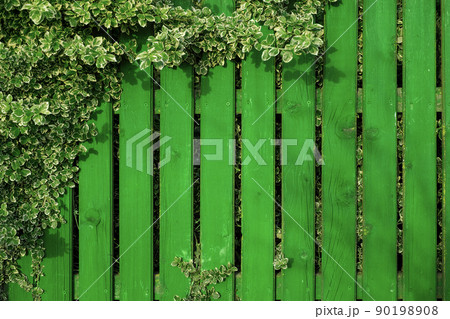 An old aged green-painted bright fence, twined with branches of a plant with striped leaves. Board background with copy space for text. Oil resistant paint for exterior surfaces 90198908