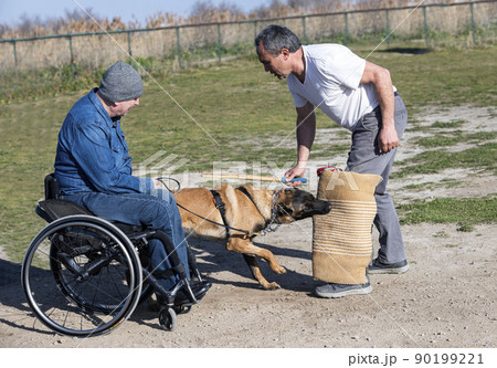 training of belgian shepherd training of belgian shepherd 90199221