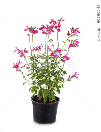 Salvia microphylla in studio Salvia microphylla in studio 90199249