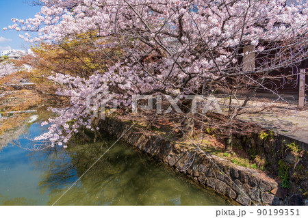（岡山県）倉敷美観地区　川沿いの桜　春 90199351