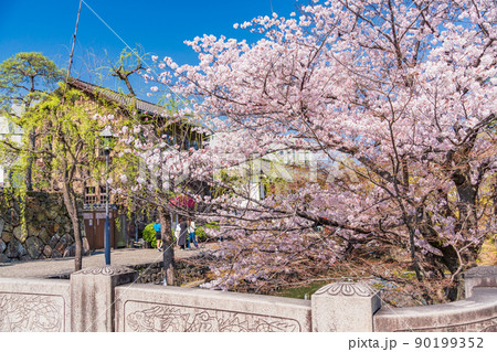 （岡山県）倉敷美観地区　川沿いの桜　春 90199352