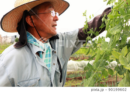 畑仕事のシニア男性 畑仕事のシニア男性 90199602