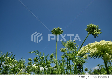 ニンジンの花 90199603