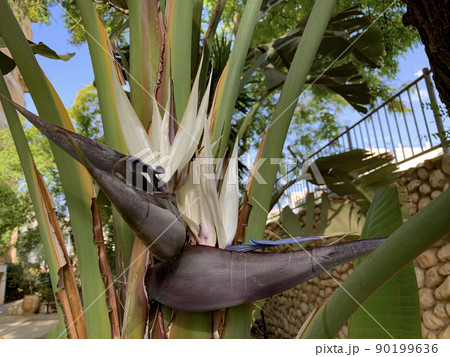 Blooming evergreen Strelitzia Nicholas (lat. Strelitzia nicolai) 90199636