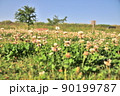 花畑 90199787