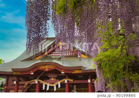 藤棚からの神社風景 藤棚からの神社風景 90199860