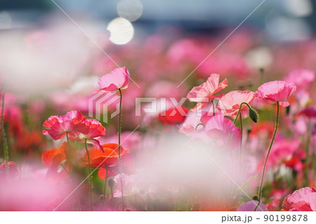 ポピー6268 90199878