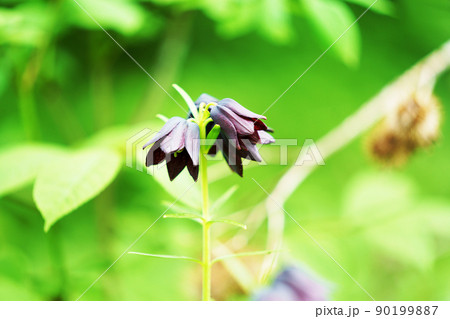 クロユリ 90199887