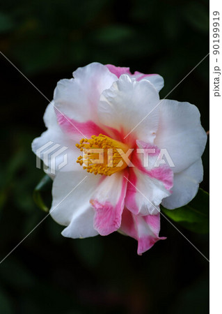 ひっそりと美を競うツバキ ひっそりと美を競うツバキ 90199919