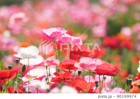 ポピー6169 ポピー6169 90199974