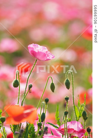 ポピー6215 90199995