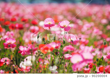 ポピー6233 90200004