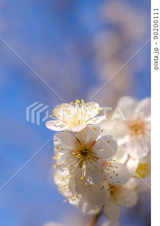 梅林寺の梅園 梅林寺の梅園 90200111
