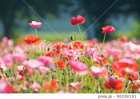 ポピー5983 90200181