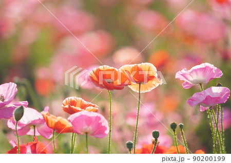 ポピー6027 90200199