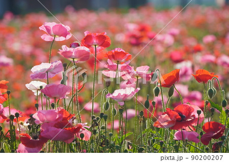 ポピー6047 90200207
