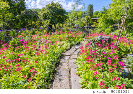 九輪草満開の小径 90201035