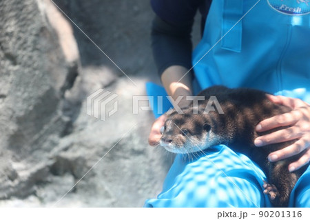 〔三重県鳥羽市・5月〕飼育員に甘えるコツメカワウソの赤ちゃん　鳥羽水族館 90201316