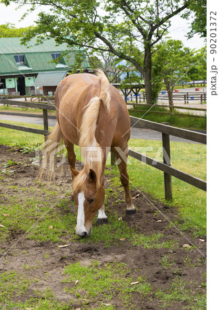 マザー牧場の牧草を食べる馬 90201372