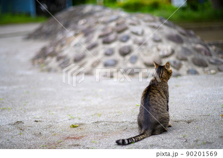 公園で座ってるキジトラ猫 90201569