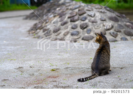 公園で座ってるキジトラ猫 90201573