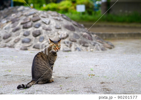 公園で座ってるキジトラ猫 90201577