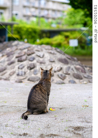 公園で座ってるキジトラ猫 90201581