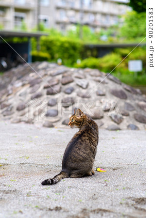 公園で座ってるキジトラ猫 90201583