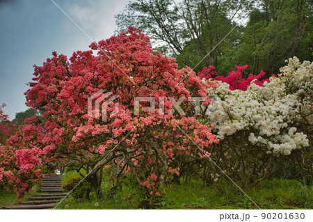山道を埋めつくすつつじの木 90201630