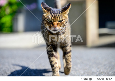 歩くキジトラ猫 歩くキジトラ猫 90201642
