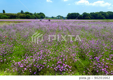 ムギナデシコの花畑とサイクリング 90201662