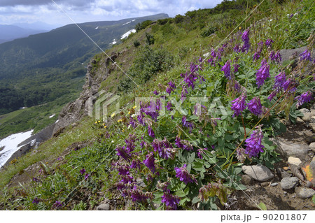カラフトゲンゲの群落（北海道・大雪山） 90201807