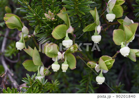 ミヤマエゾクロウスゴ（北海道・大雪山） 90201840