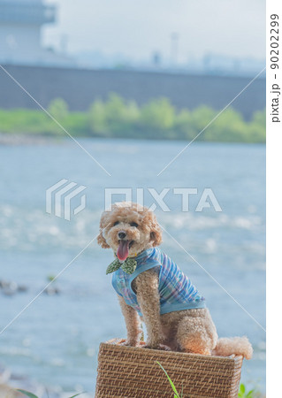 川と犬 90202299
