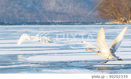 屈斜路湖の白鳥 90202339