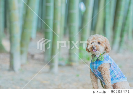 竹林と犬 90202471