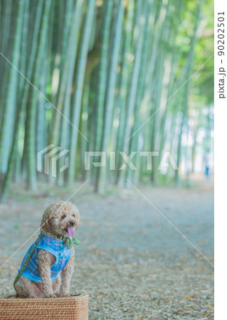 竹林と犬 90202501