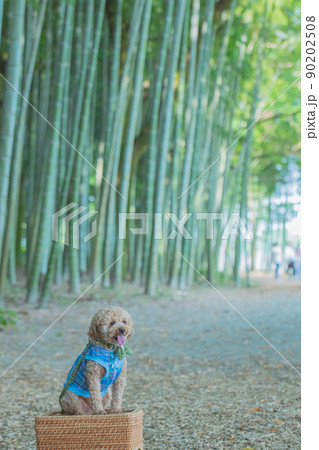 竹林と犬 90202508