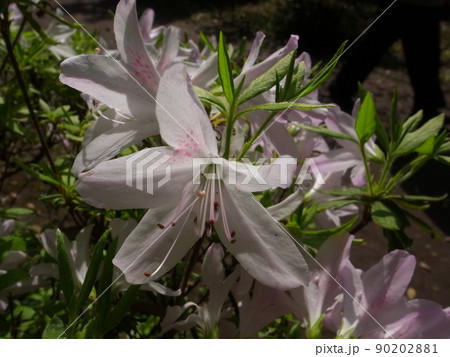 つつじ つつじ 90202881