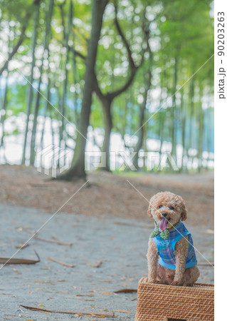 犬と竹林 90203263