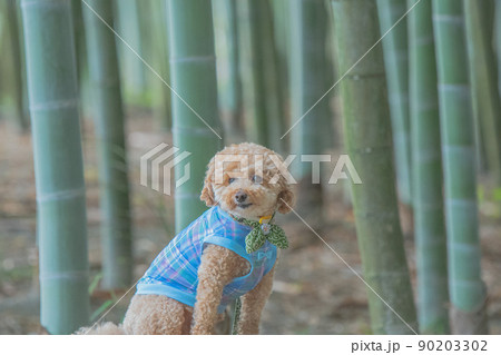 犬と竹林 犬と竹林 90203302