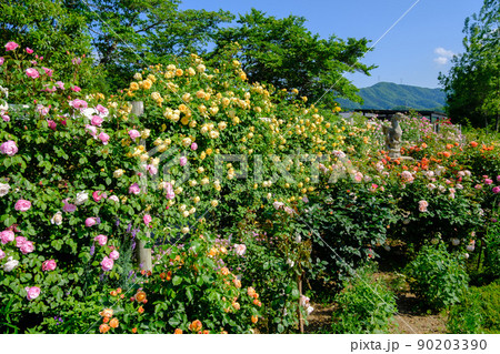 ローザンベリー多和田 薔薇の庭園 ローザンベリー多和田 薔薇の庭園 90203390