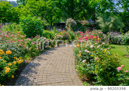 ローザンベリー多和田 薔薇の庭園 ローザンベリー多和田 薔薇の庭園 90203398