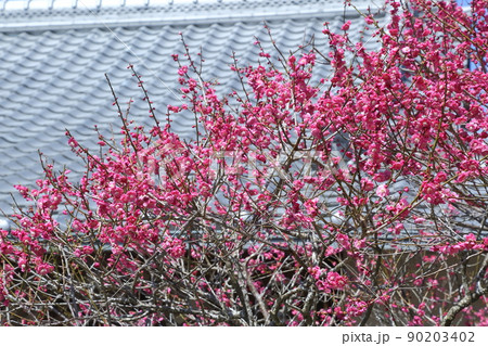 真福寺の梅の花 90203402