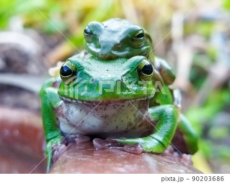 2匹のカエル 90203686
