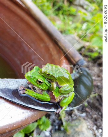 2匹のカエル 2匹のカエル 90203691