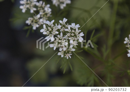 パクチーの花 90203732